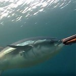 Video Pescasub Tonno: e Tu che Avresti Fatto?