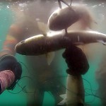 Video Pescasub: la Tripletta di Grossi Cefali
