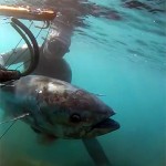 Video Pescasub: il Grande Tonno catturato con il 90