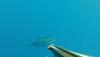 Tuna spearfishing Mexico4.jpg