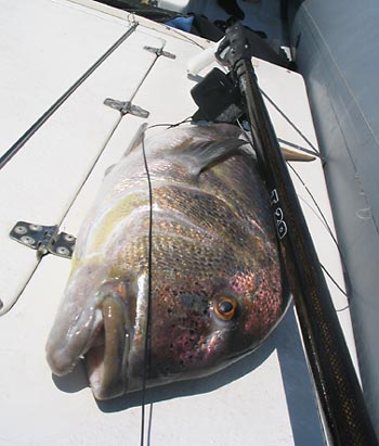 Nuove norme per la pesca in apnea in vista