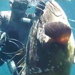 Video Pescasub: il Cernione Mimetico sorpreso all’Agguato in Bassofondo