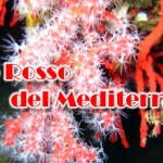 Corallo: l’oro rosso mediterraneo