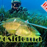 Posidonia Oceanica: un mondo nascosto
