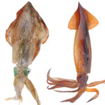 Le 6 Differenze tra Calamaro e Totano