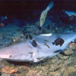 Il finning, distruzione degli squali per un prodotto inutile