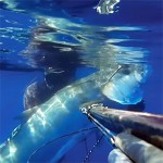 Video Pescasub con gli Agonisti: Angelo Ascione e la Ricciola del profondo Blu