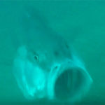Video Pescasub: una Vorace Ricciola Attacca Davanti al Pescasub (32 kg)