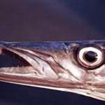 Il barracuda, un predone in ascesa