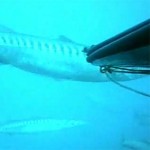 Video Pescasub: i Barracuda Giganti arrivano alle Spalle