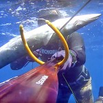 Video Pescasub: Barracuda XL in un Fiume di Corrente