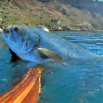 Video Pescasub: il Branco di Grosse Lecce all’Improvviso (17 kg)