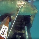 Video Pescasub: il Branco di Ombrine all’Aspetto