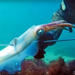 Video Pescasub: una Ripresa Incredibile per la Coppiola di Calamari