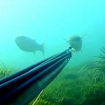 Video Pescasub: il Grosso Muggine e la Padella Impossibile