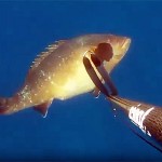 Video Pescasub: la Grossa Cernia sorpresa in caduta