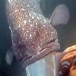 Video Sub: la Cernia Gigante divora la possente Ricciola