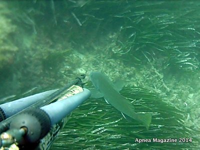 Video Pescasub: La pesca nella Posidonia, la Corvina
