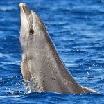 Il Delfino che ha Risalito il Fiume Arno per 13 km