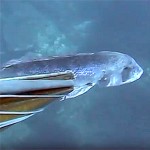 Video Pescasub: Il Dentice sonnolento in corrente