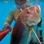 Video Pesca Sub: un Enorme Dentice Solitario (11,5 kg)