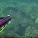 Video Pesca Sub: un Grosso Dentice in Bassofondo, ma va Tutto Storto…