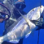 [Video] Pescasub all’Agguato: Dentici in Bassofondo – ISTANTI dal BLU ep.3