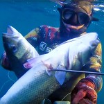 Video Pescasub Spigola: una Coppiola da 7kg in Tana