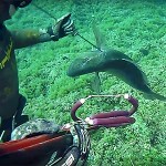 Video Pescasub: il Denticione in Poca Acqua (9,4 kg)
