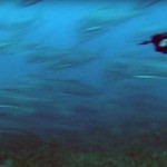 Video Pescasub Ricciola: il Tiro d’Istinto sul Branco Impazzito