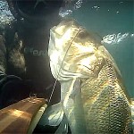 Video Pescasub: Spigolona “Kamikaze”