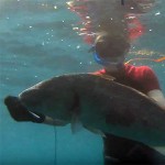 Video Pescasub: l’Ombrina immobile sotto la Posidonia