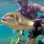 Video Pescasub: la Grossa Orata quasi a pelo d’acqua