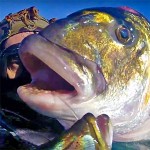Video Pescasub: la Grossa Orata in Tana al Primo Tuffo