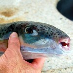 Pesce Palla Maculato: È Tossico, Ecco cosa fare se lo Avvisti o Catturi