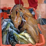 L’ENPA Chiede al CONI: “La Pesca Sportiva è Davvero uno Sport?”