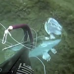 Video Pescasub: Quando è il pesce ad agguatare il subacqueo!