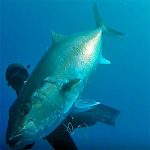 Video Pesca Sub: una Ricciola da Record, Fulminata (63 kg)