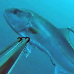 Video Pescasub: La Strana Ricciola, e tu Cosa Avresti Fatto?