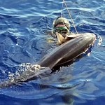 Video Pescasub: la Grande Ricciola dopo i Barracuda