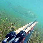 Video Pescasub: la Grossa Spigola in 1 Metro d’Acqua (5 kg)