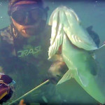 Video Pescasub: la Grossa Spigola a “Sorpresa”