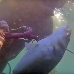 Video Pescasub: la Grossa Spigola e il Tiro Fulminante (5 kg)