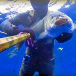 Video Pescasub: la Grossa Spigola Capobranco