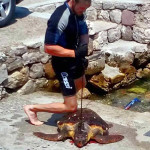Pseudo Pescasub Infiocina e Cattura una Tartaruga Marina, poi Posta la Foto sul Web