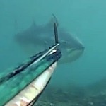 Video Pescasub: il Tonno Furioso svuota il mulinello in 40 secondi