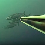 Video Pescasub: la Tripletta di Palamite con un Colpo Solo