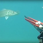Video Pescasub: La Coppiola di Grosse Spigole